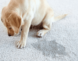 le chien mouillé le tapis