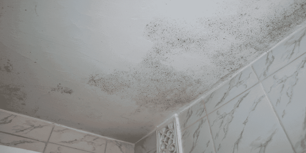 Éviter une infestation: 8 signes courants de moisissure dans une maison casablanca