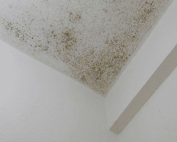 Évitez une infestation: 8 signes courants de moisissure dans une maison Casablanca